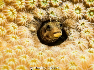 Blenny Obsession by Henley Spiers 
